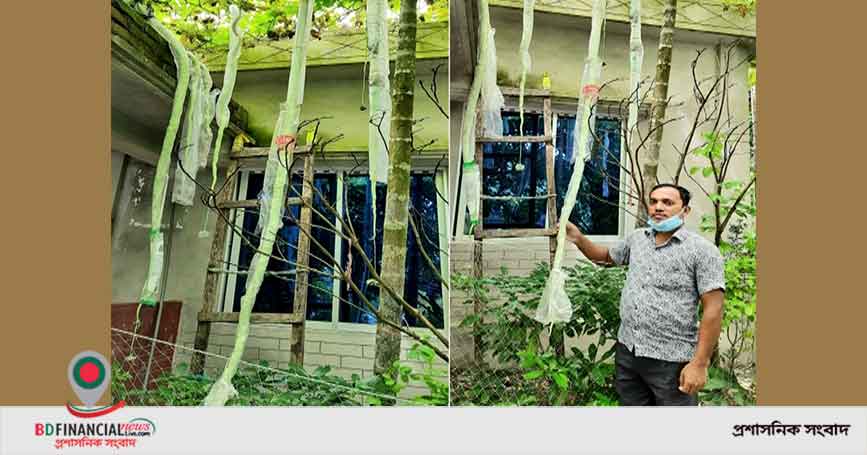 ভোলায় শিক্ষকের লাগানো দুইটি গাছে ধরেছে ১০ ফুট লম্বা বিদেশী জাতের ৫০টি চিচিঙ্গা