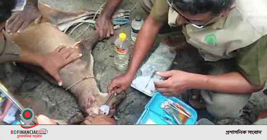 বাঘের আক্রমণে আহত হরিণ সুন্দরবনে অবমুক্ত