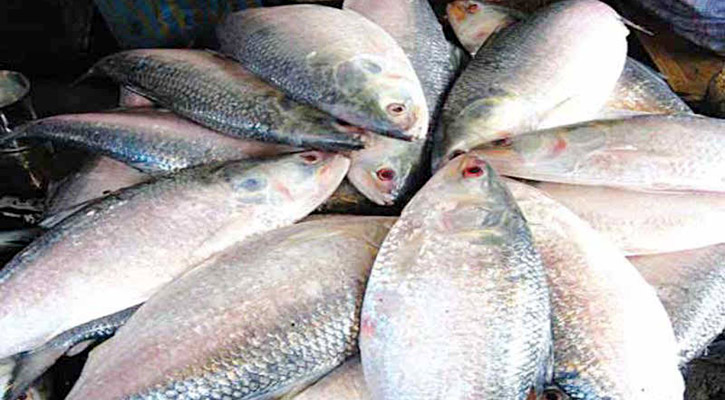 সীমান্তে পাচারের সময় ৪৪০ কেজি ইলিশ জব্দ