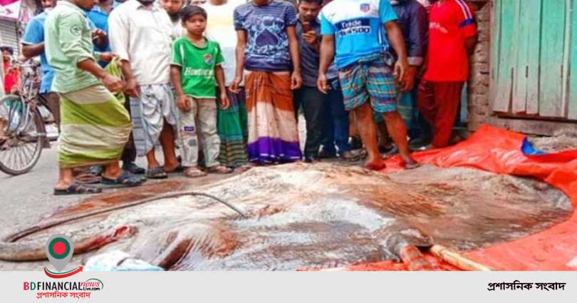 জেলের জালে ধরা পড়ল ২০ মণের শাপলা পাতা মাছ