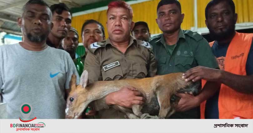 লোকালয়ে আসা হরিণ বনে ফেরত