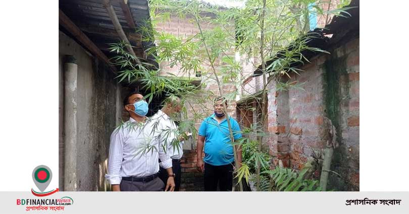 নাটোরে গোপনে গাঁজার চাষ ধরলেন ইউএনও