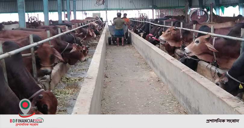 রাজশাহীর নাবা ক্যাটল ফার্মে মাসে সাড়ে ৯ লাখ টাকার দুধ বিক্রি