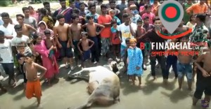 মুন্সিগঞ্জের লৌহজং এর শামুরবাড়ি এলাকায় গরুর ট্রলার ডুবি