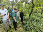 হাসাউড়ার ঐতিহ্যবাহী আনারস বাগান পরিদর্শন সুনামগঞ্জ জেলা জেলা প্রশাসকের